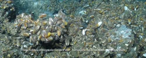 A field of deep-sea mussels